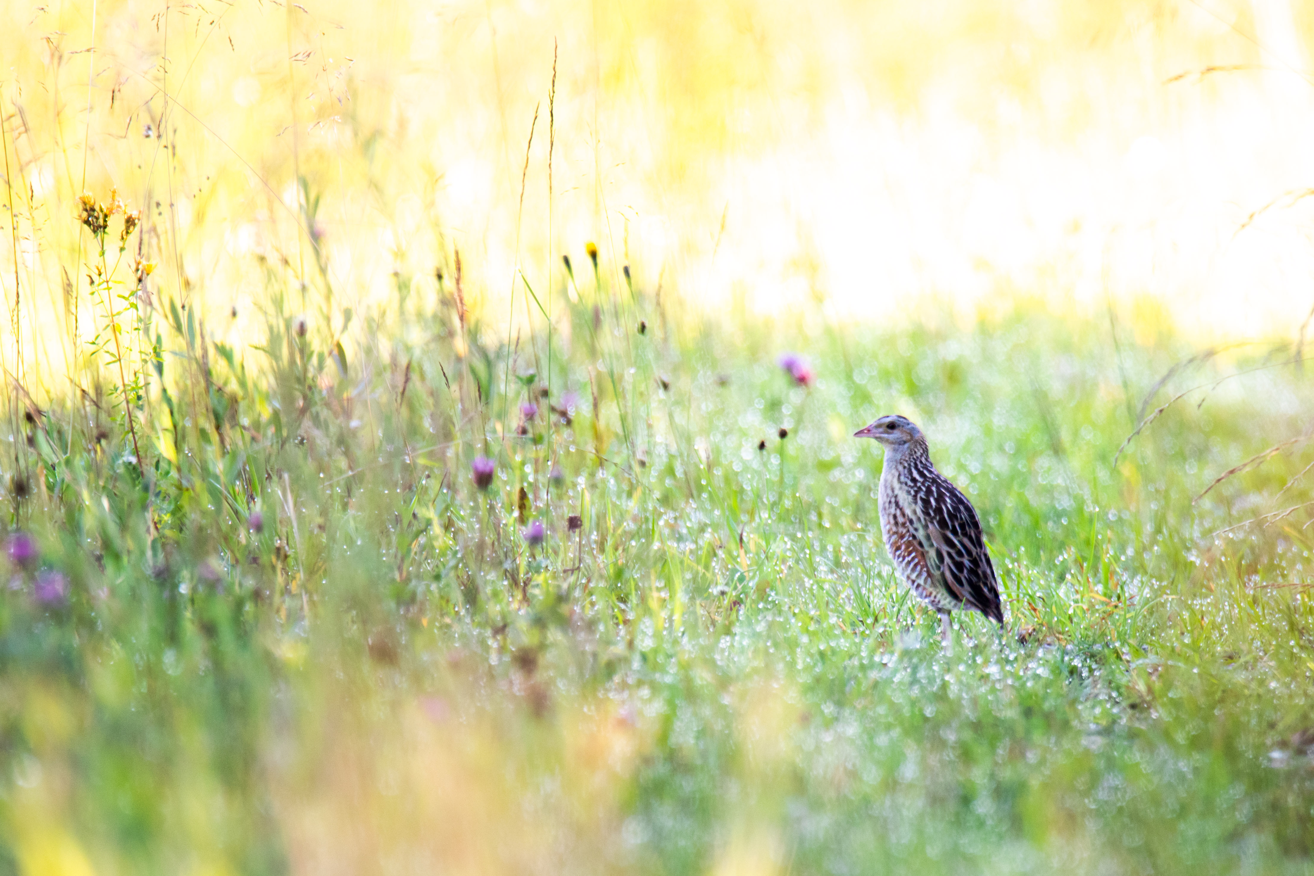Corncrake story
